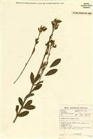 藏品(銀豆屬)的圖片